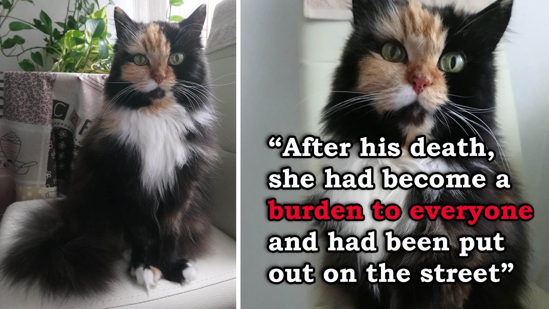 After her owner passed away, this 17-year-old cat’s family decided she was a “burden to everyone” and tossed her onto the streets; luckily, she was rescued and adopted, and during her final 2 years, she was truly loved again