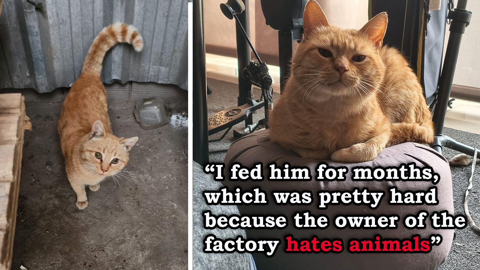 2 years after his 17-year-old feline crossed the rainbow bridge, this man was won over by a shy ginger living alone in his factory; he fed the cat for months behind his animal-hating boss's back, and then finally brought him home