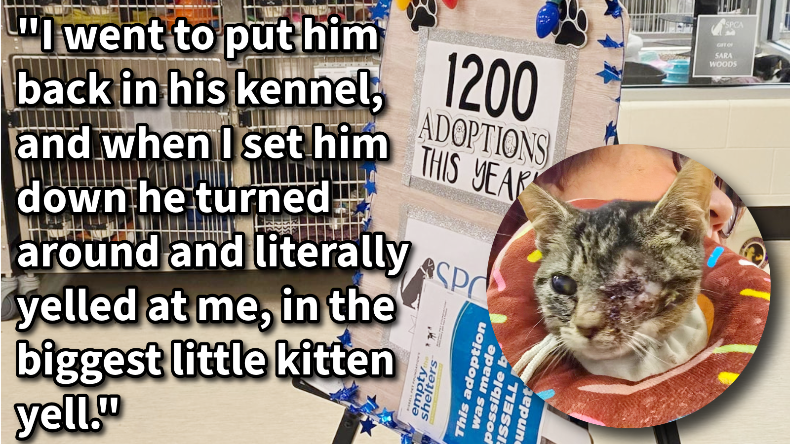 Man walks into cat shelter to donate and comes out with a one-eyed kitten who he instantly fell for, but its adoption would end up being far more meaningful than either of them could imagine: ‘I was in love but I wasn't ready.’