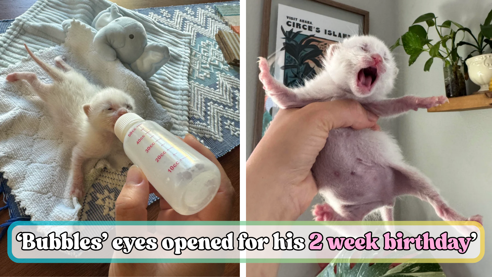 UPDATE: California NICU nurse shares heartwarming updated on 1-week-old rescue kitten 'Bubbles', whom she rescued from the sidewalk in 110 degree heat and is raising alongside her own twin children