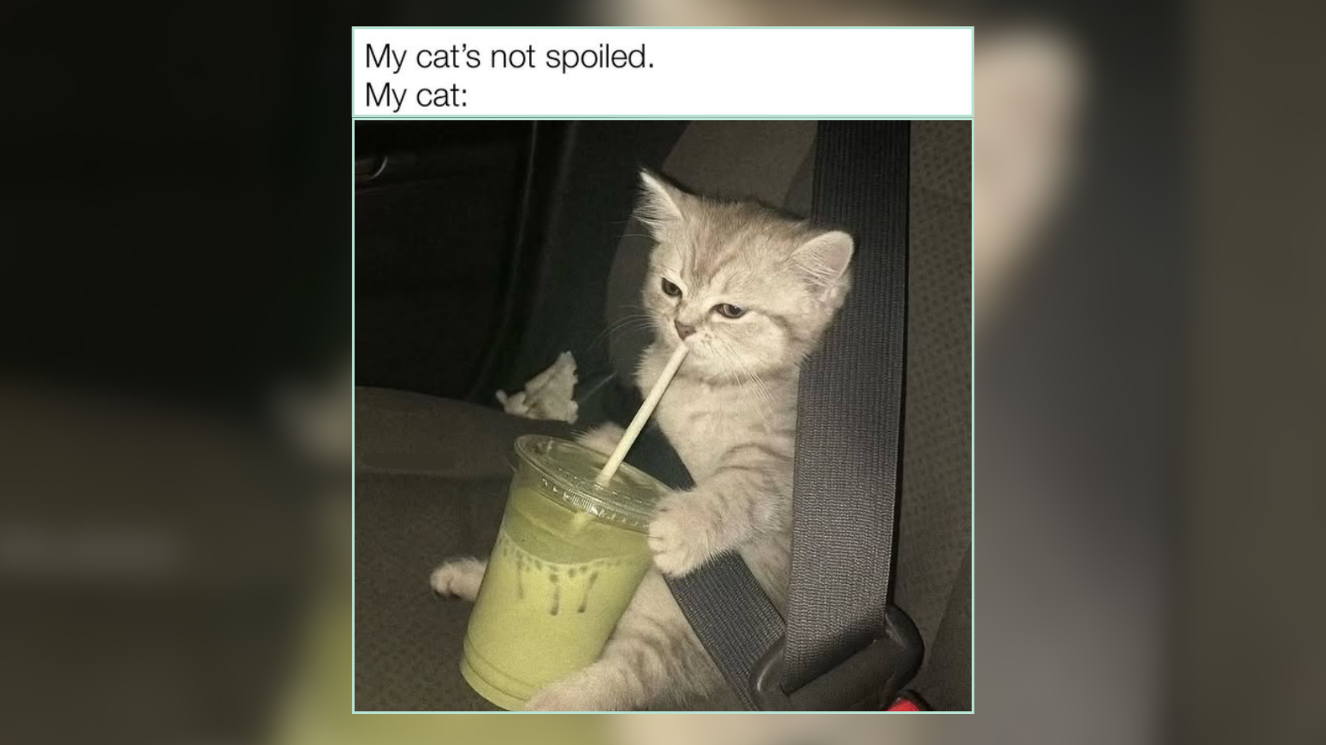 An Ice Cream Cone of Cat Memes to Stave Off Summer Heat