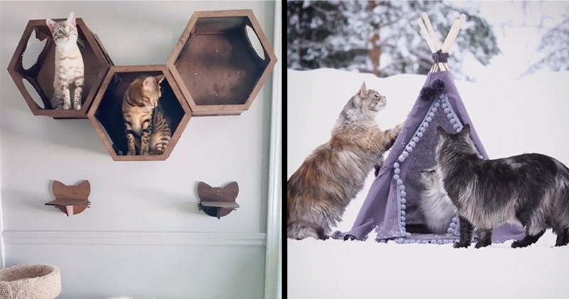 Presenting 'Rich Cats Of Instagram,' Or The Most Spoiled Felines