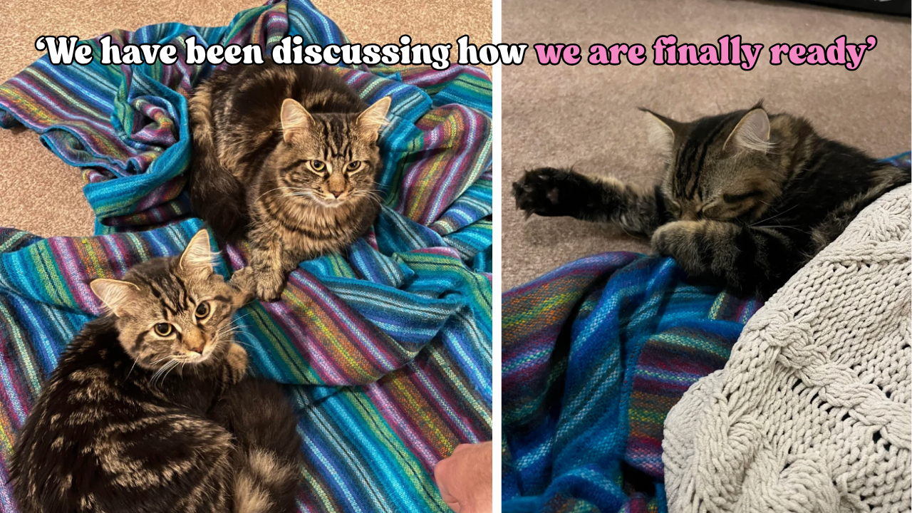 Family spends months wondering when they’ll be ready for another cat, then two rescue kittens answer the question
