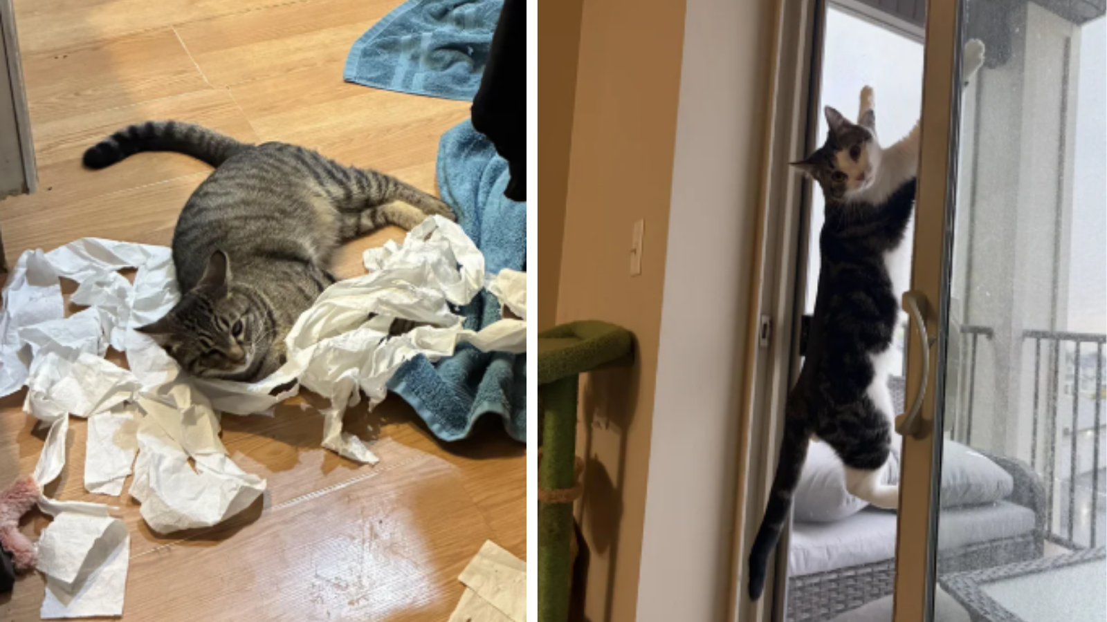 27 Cute Cats Being Naughty and Bringing Some Crazy Kitten Chaos