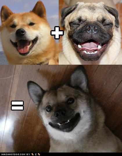 Puga Inu! - I Has A Hotdog - Dog Pictures - Funny pictures of dogs ...