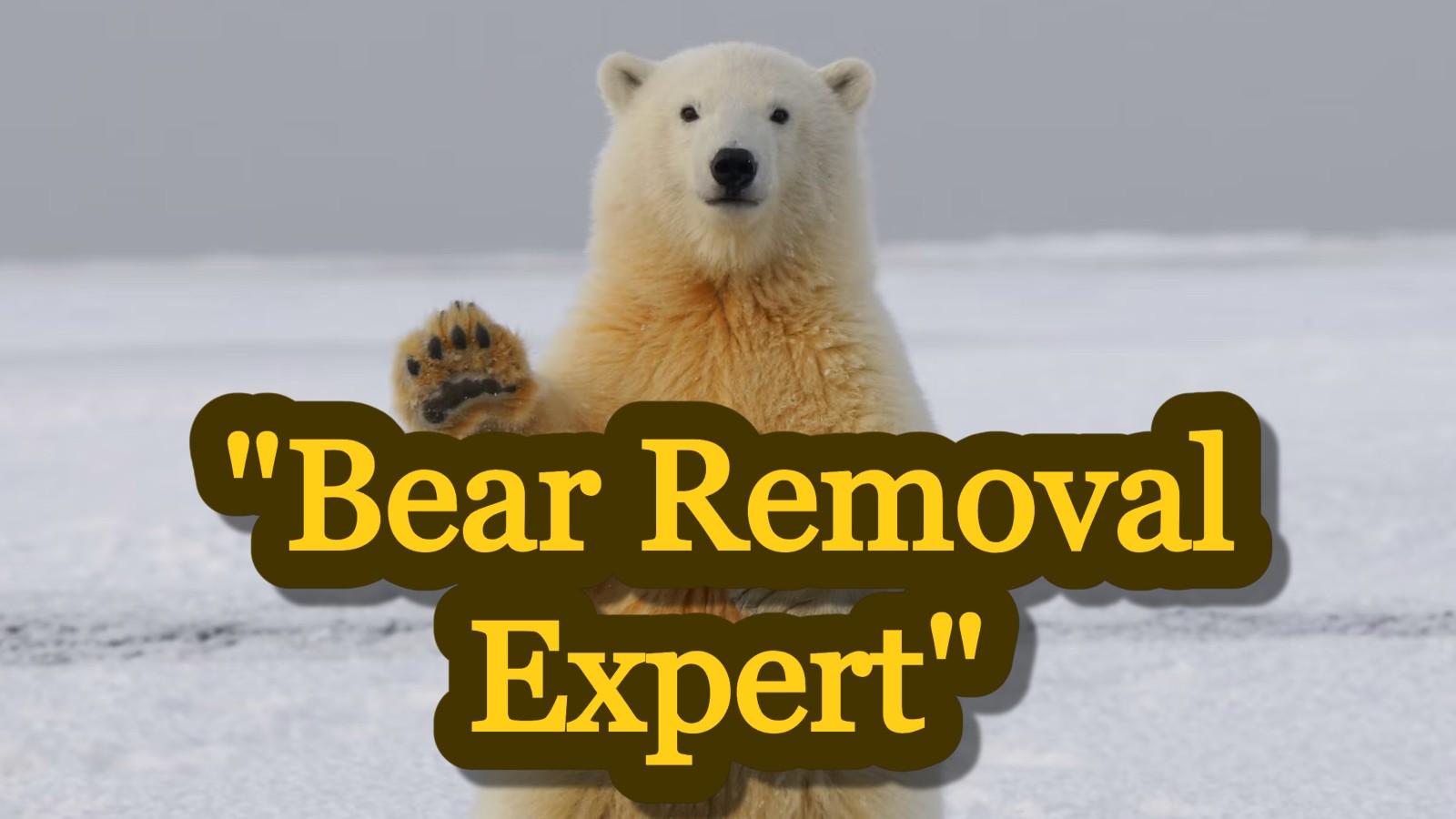 20+ Jobs that sound fake but actually pay really well for those considering an out-of-left-field career change: 'Bear removal expert'