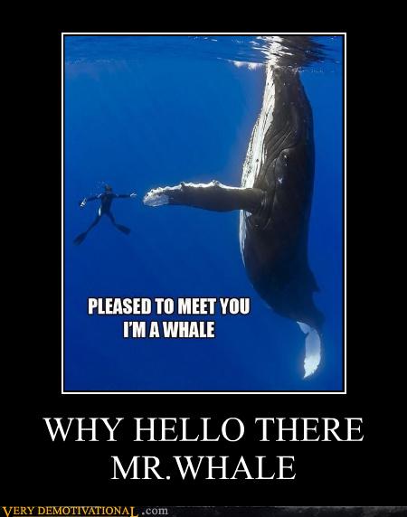 WHY HELLO THERE MR.WHALE - Very Demotivational - Demotivational Posters ...