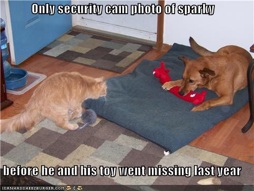 Only security cam photo - I Has A Hotdog - Dog Pictures - Funny ...