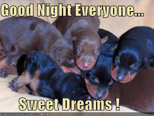 Good Night Everyone... - I Has A Hotdog - Dog Pictures - Funny pictures