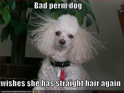 Bad Perm Dog Wishes She Has Straight Hair Again Cheezburger