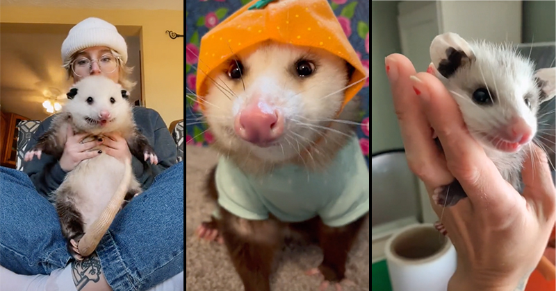 Opossum Tok is the New Viral World of TikTok That is Educating Animal  Lovers on These Amazing Marsupials - I Can Has Cheezburger?