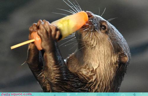 can dogs eat otter pops