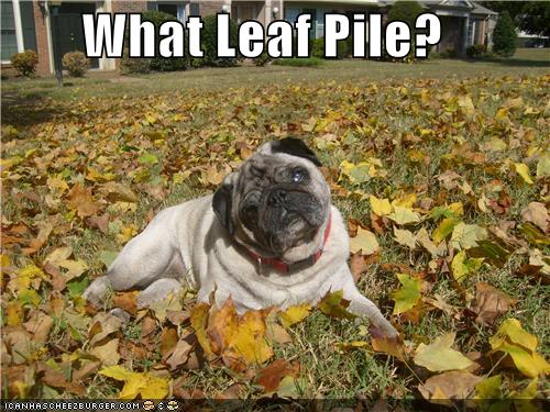 What Leaf Pile? - I Has A Hotdog - Dog Pictures - Funny pictures of ...