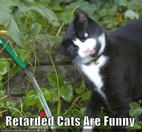 Free Dating Sites >> Retarded Cats Are Funny - Cheezburger - Funny Memes | Funny Pictures Free Dating Sites >> Retarded Cats Are Funny - Cheezburger - Funny Memes | Funny Pictures