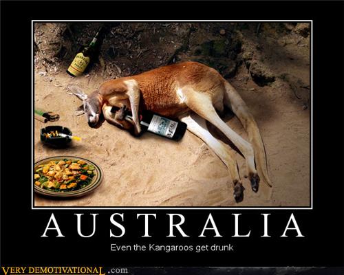 drunk kangaroo