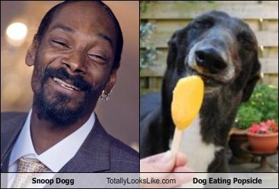 Snoop Dogg Totally Looks Like Dog Eating Popsicle Totally Looks Like