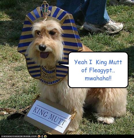 Yeah I King Mutt - I Has A Hotdog - Dog Pictures - Funny pictures of ...