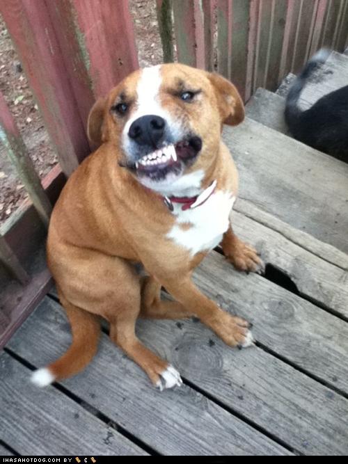 Cheez Fur teh Camera! I Has A Hotdog Dog Pictures Funny pictures