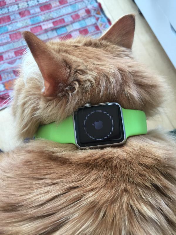 Of Course People Are Putting Their Apple Watches on Cats... - Pop