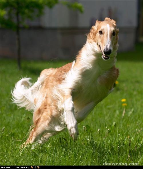 Borzoi meaning store