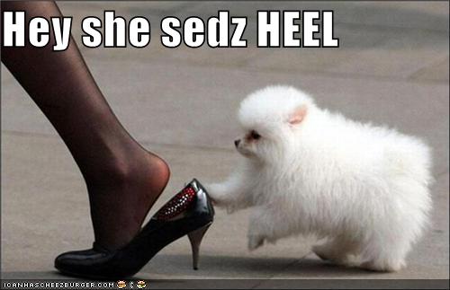 Heel command meaning hotsell
