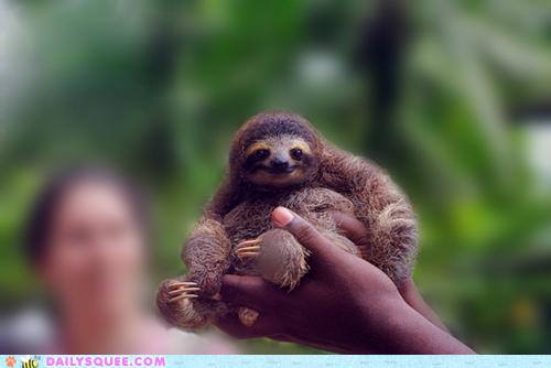 Daily Squee - Cute Animals - Cute Baby Animals - Cute Animal Pictures -  Animal Gifs - GIF Animals