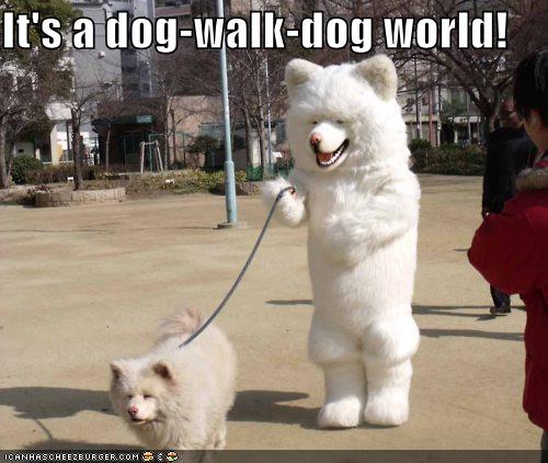 shiba inu leash pull