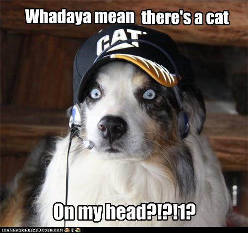 My crazy eyed dog wearing a hard hat - 9GAG