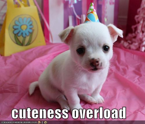 cuteness overload