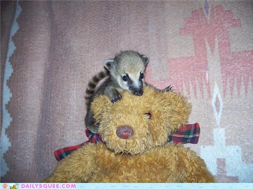 coati stuffed animal