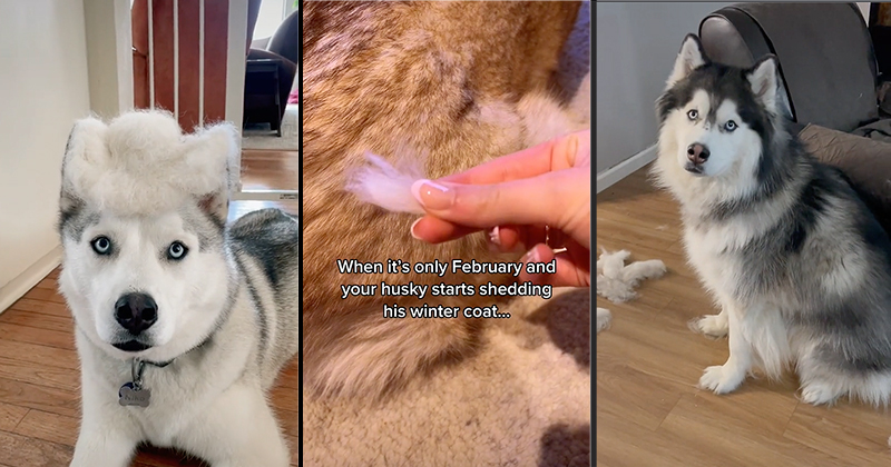 Husky shedding best sale