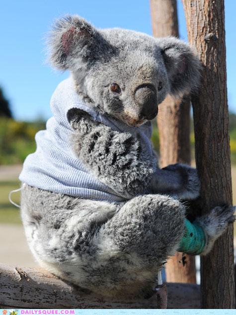 sad koala bear meme