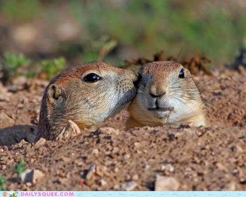 Daily Squee - Cute Animals - Cute Baby Animals - Cute Animal ...