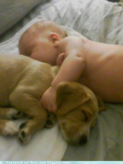 Naptime Snuggle Puppy Cheezburger Funny Memes Funny Pictures