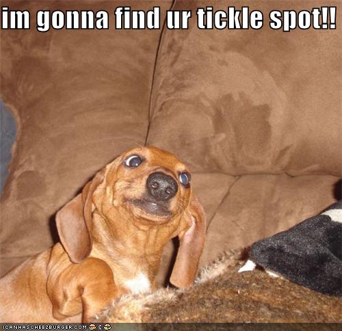 do all dogs have tickle spot