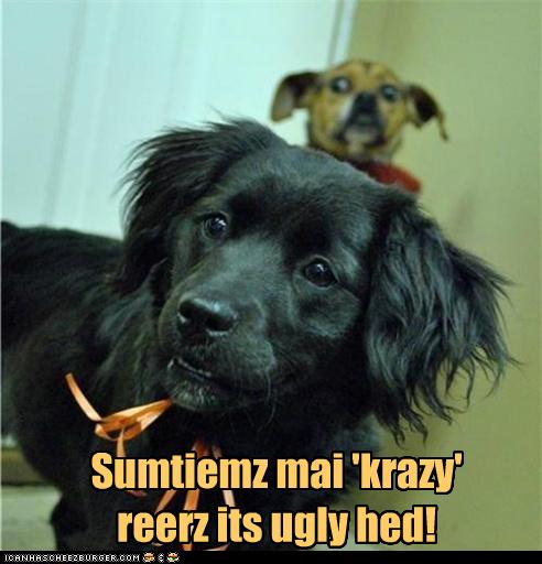 I Has A Hotdog - crazy eyes - Funny Dog Pictures | Dog Memes | Puppy