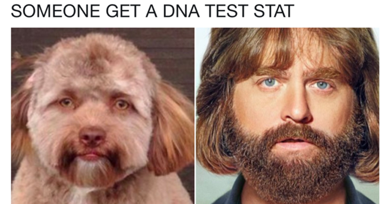 This Human-Faced Dog Has A Lot Of Celebrity Doppelgangers - Memebase