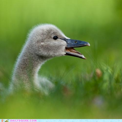 Daily Squee Ace Of Base Cute Animals In The Cutest Pictures Ever And Even Cuter Baby Animals Cute Animals Cute Baby Animals Cute Animal Pictures Animal Gifs Gif Animals Cheezburger