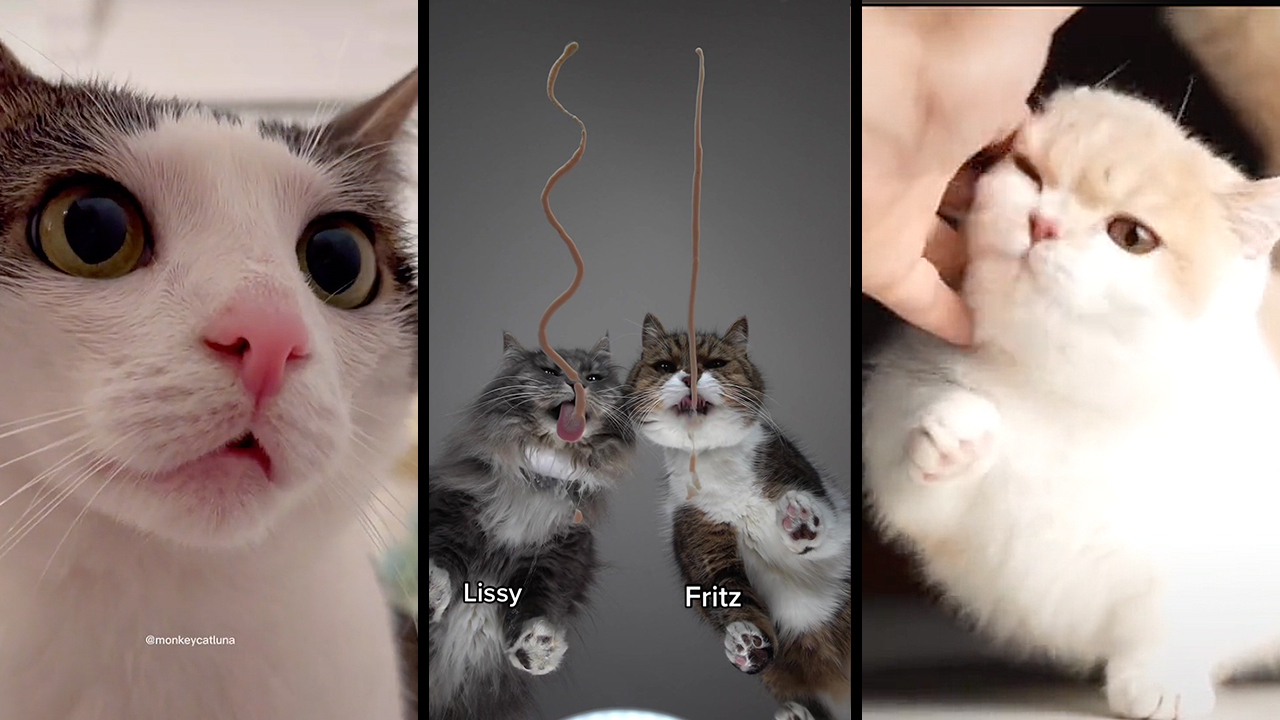 Bringing You ASMR TikTok Kittens' Newest ViralWorthy Kitties to Make