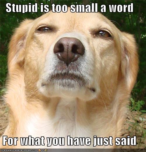 very funny pictures of animals with words