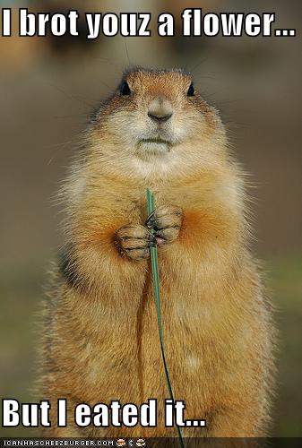 eated-flowers-prairie-dog-rodents-508124