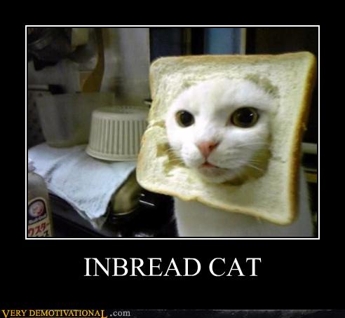 cat breading