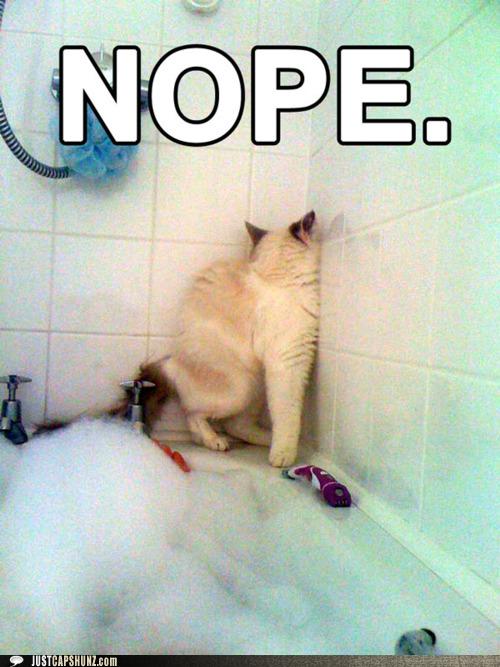 I Got That Cat a Bubble Bath. Cats Love Bubble Baths! Animal Capshunz Funny Animals Animal