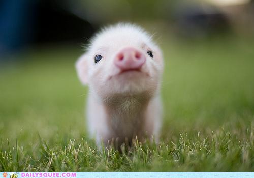 smiling baby animal