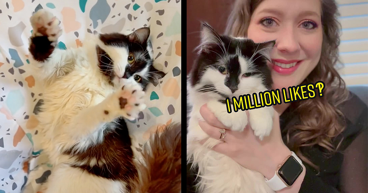 Fluffy Cat with Cerebellar Hypoplasia aka 'Wobbly Cat Syndrome' Is Stealing the Hearts of
