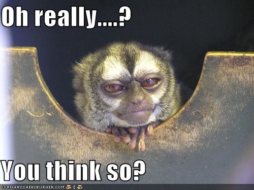 Oh Really You Think So Cheezburger Funny Memes Funny Pictures