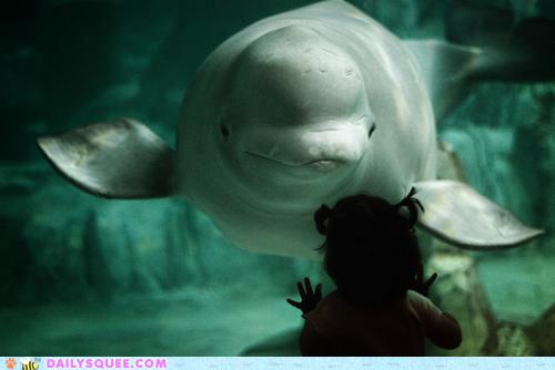 New trending GIF tagged animals whale aquarium beluga…