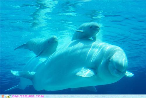 baby beluga whales