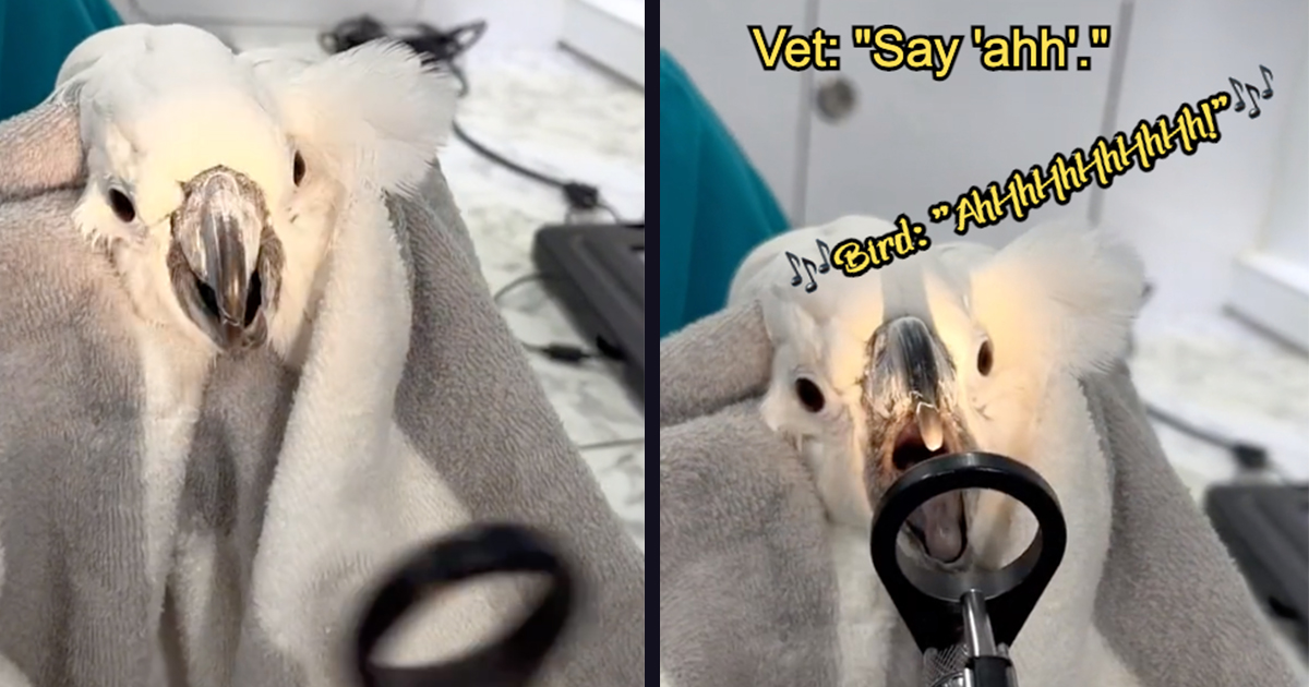 Pet Bird on TikTok Goes Viral for Beautifully Singing 'Ahh' for His Vet