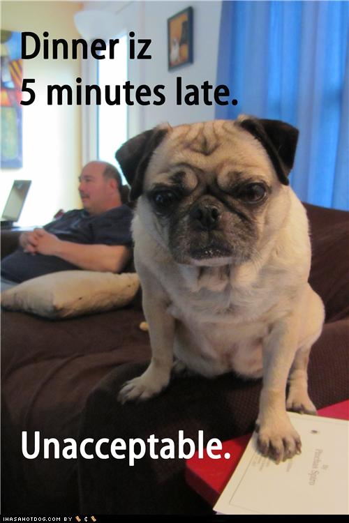 dinner-now-i-has-a-hotdog-dog-pictures-funny-pictures-of-dogs